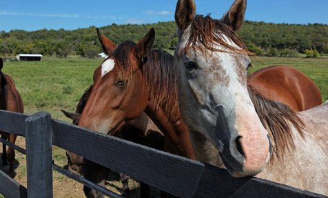 horse insurance quotes. Equine Liability Insurance. Our personal and commercial equine liability 