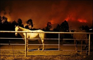 horses_fire